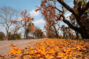 Paisagem diurna de uma viagem no outono